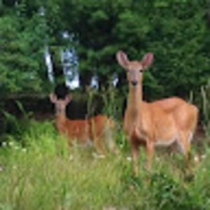 Meet your Posher, Virginia